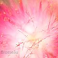 albizia15-02