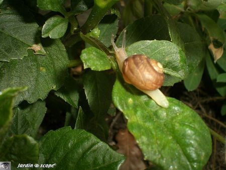 Moucheron des éviers - Clogmia albipunctatus