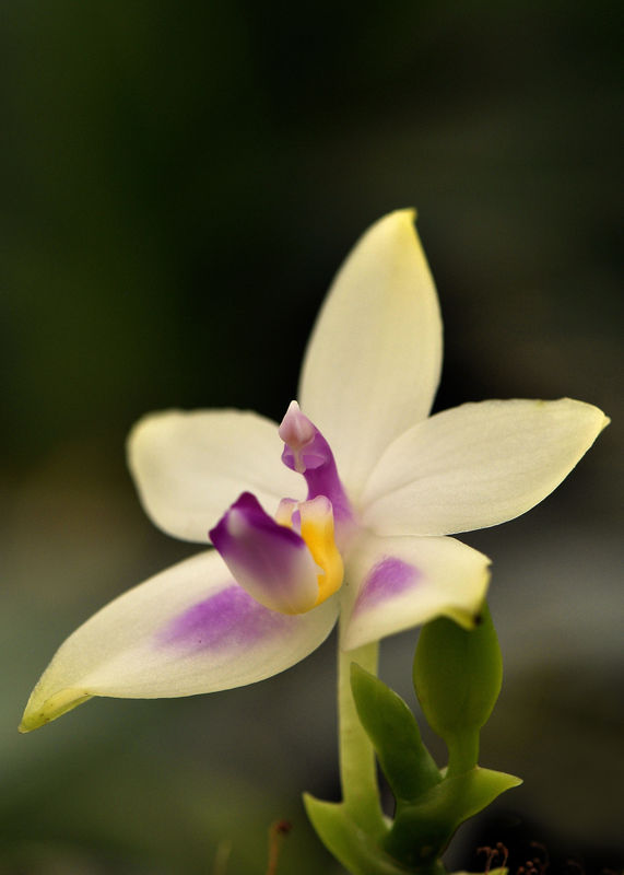 _DSC0087_Phalaenopsis_violacea_alba_x_violacea_semi_alba_2