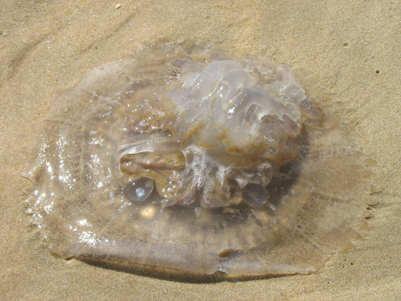 Méduse échouée Sur La Plage De Vieux Boucau 40 Photo De