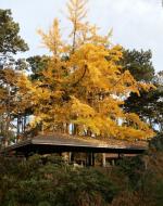 Automne