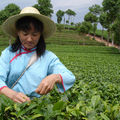 Cueilleuse de thé - yunnan