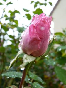 P1070614