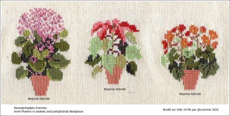 z-Begonia Hybride-1-side