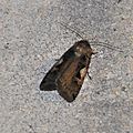 Xestia c-nigrum, le C noir