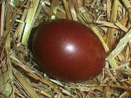 l'oeuf m10