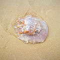 Huchet, la plage, méduse (40)