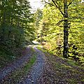 Chemin près des sources du Lourdios