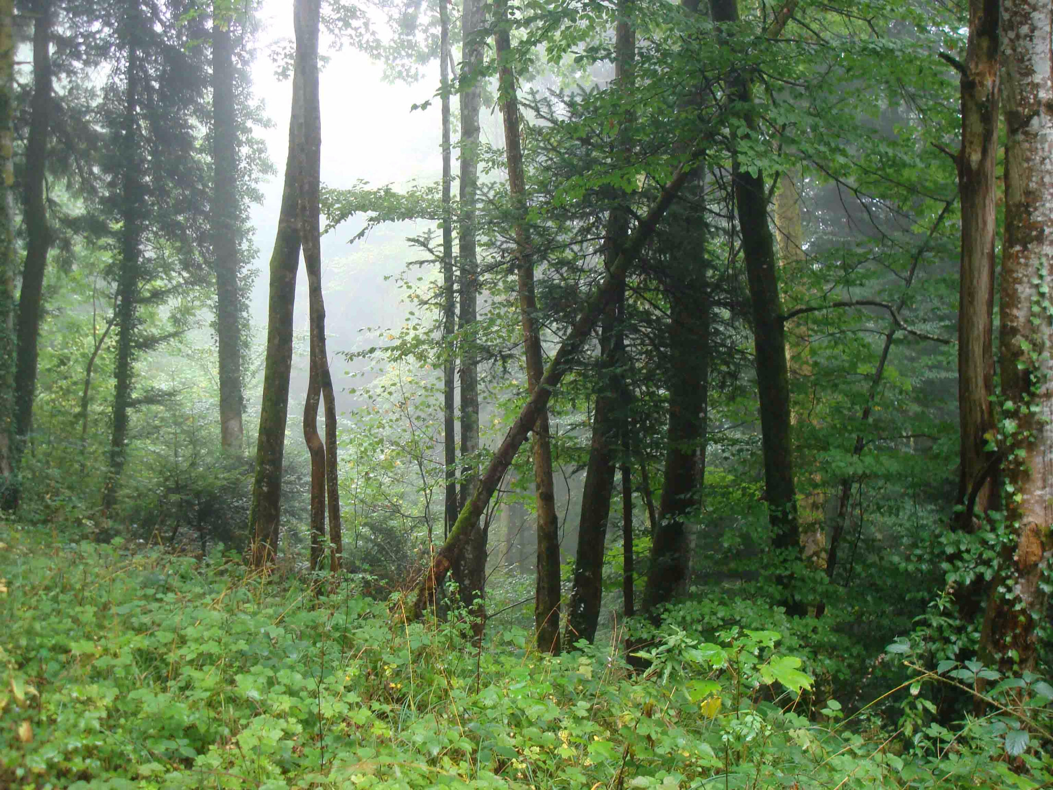 Forêt du Jura - Nans sous Sainte Anne 3
