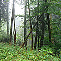 Forêt du Jura - Nans sous Sainte Anne 3