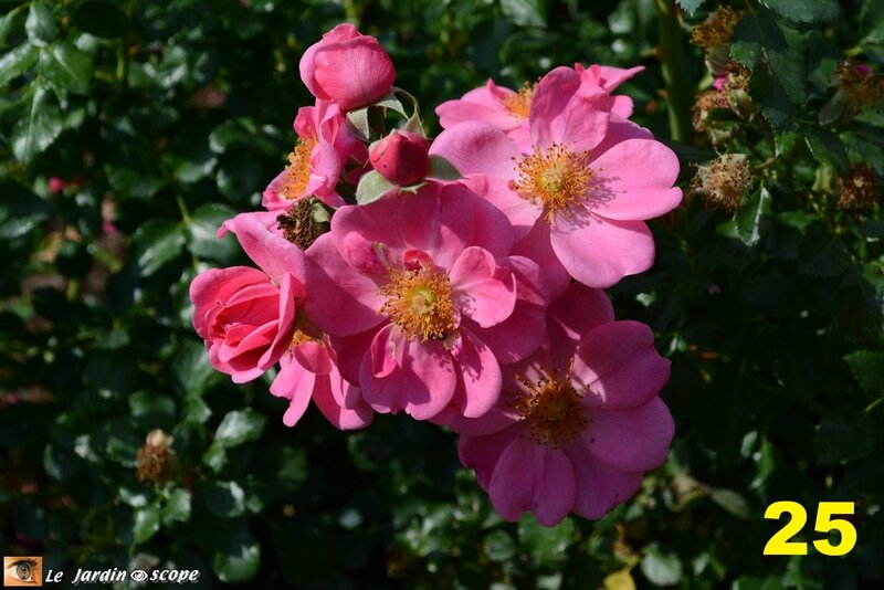 25-Concours international de roses d'Orléans 2016