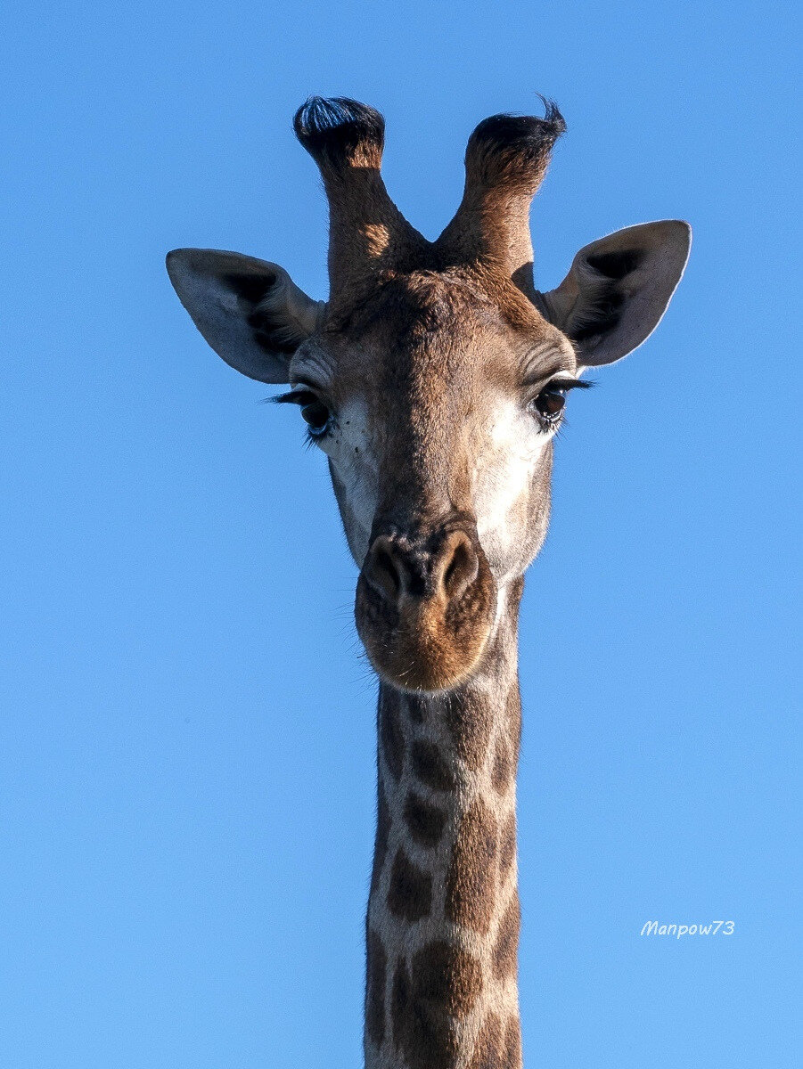 Les girafes  Mammifères Africains