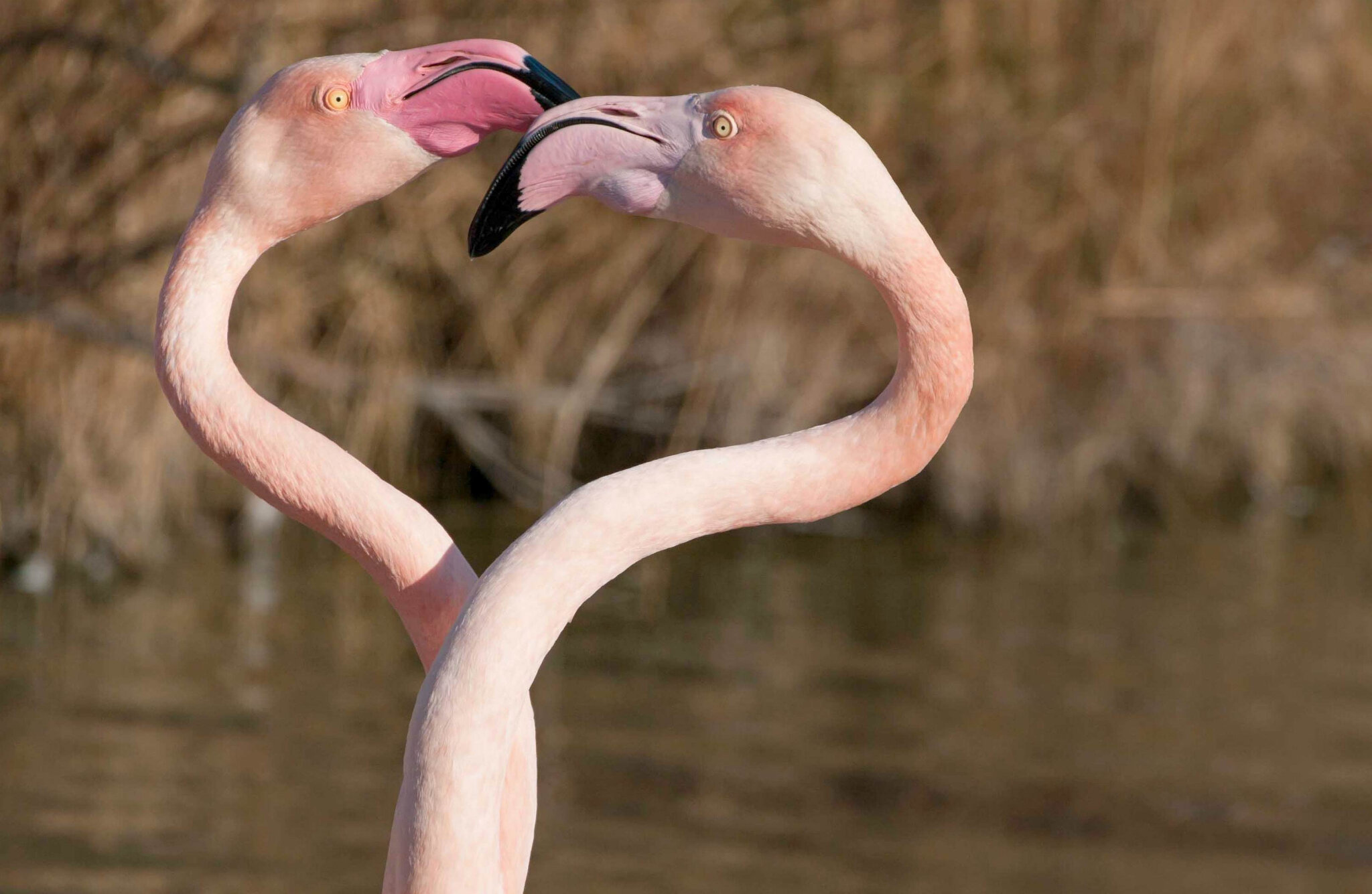 Flamants Roses De Camargue Une Annee Exceptionnelle Martine Passion Photos