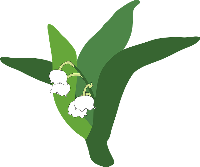 lily-of-the-valley-335215_640