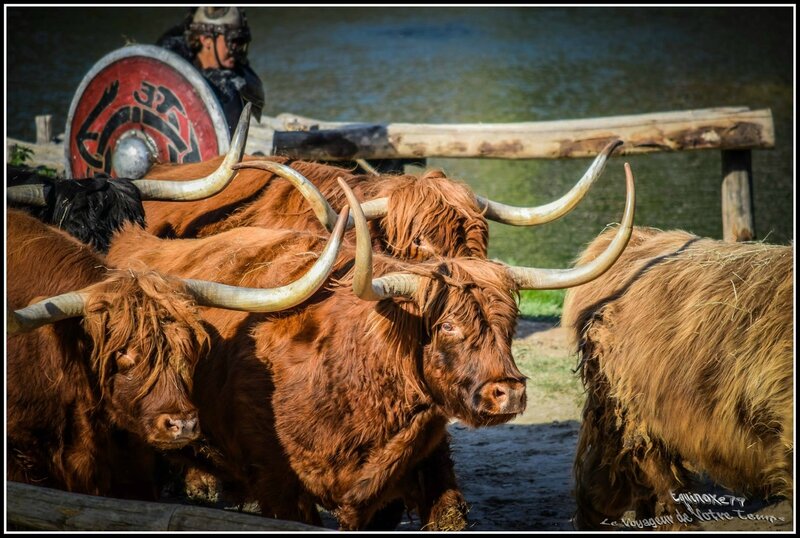 Les Highlands Cattle d'Ecosse (race de vache Vikings ?)