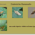 Endotricha flammealis-1