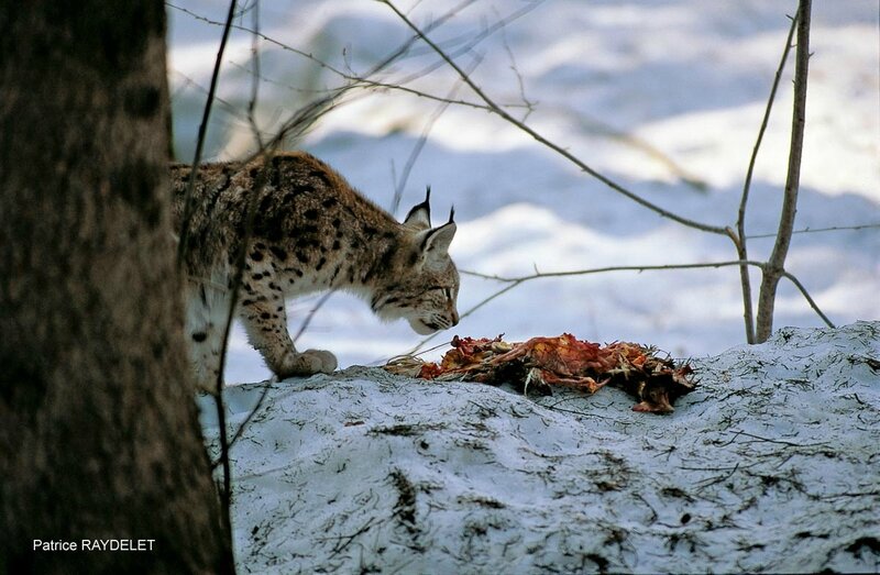 Patrice RAYDELET lynx boréal carcasse proie