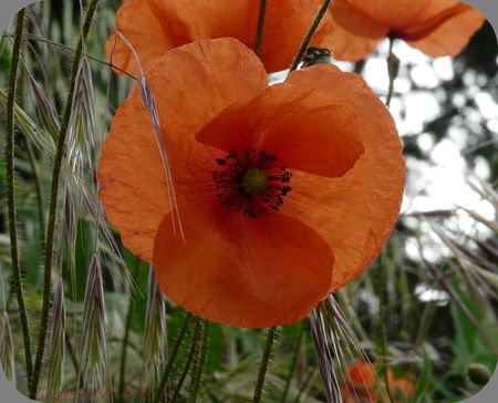 j_ai_descendu_ds_mon_jardin_13_phf