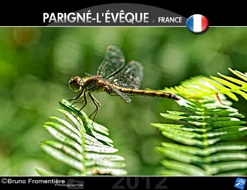 Dragon fly