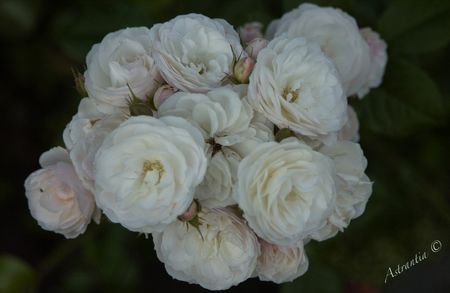 rosier_bouquet_9
