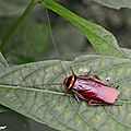 Des blattes d'origine tropicale devenues cosmopolites...