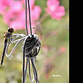 Jardin Cuisine 