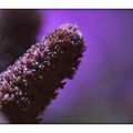 acro_millepora10010902