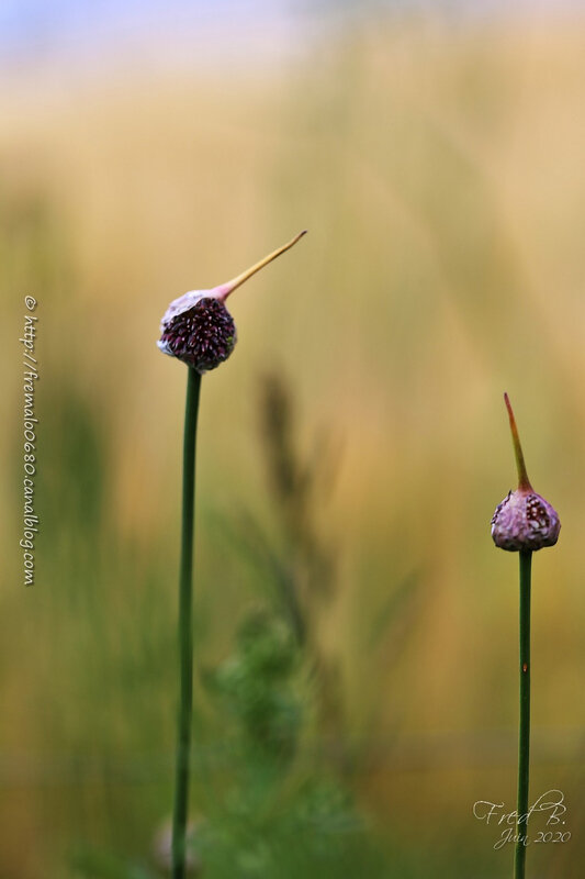 Un ail, des aulx * Garlic En passant par la Lorraine...