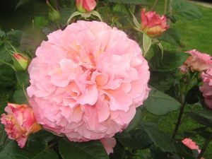 Roses_du_jardin_samedi_10