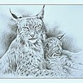 Femelle lynx boréal et son petit d'après photo Patrice Raydelet - рысь - Rys