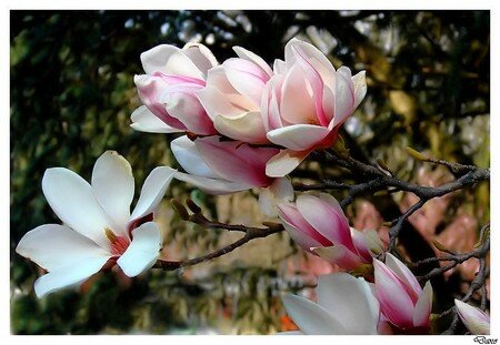 branche_magnolia
