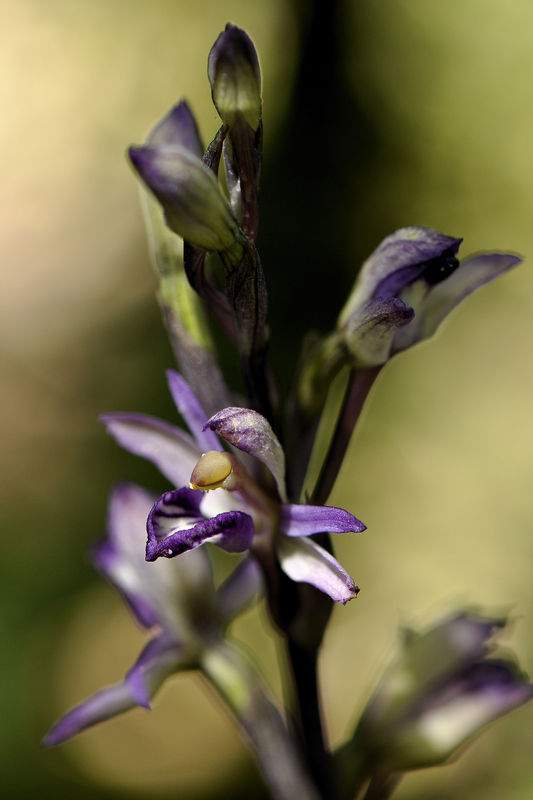 _DSC0155_Limodorum_abortivum