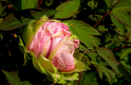 DSCN5627bis