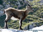 jeune_bouquetin_lac_de_payre_