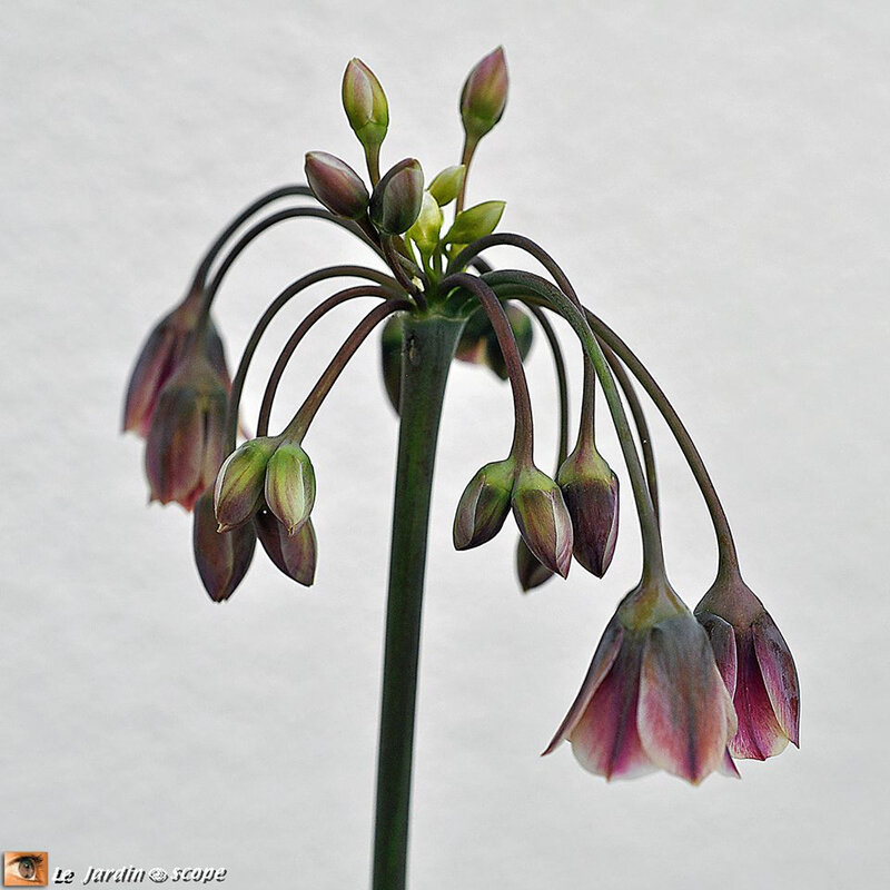 Allium Nectaroscordum siculum 2