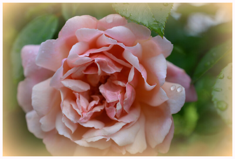DSC_0837a