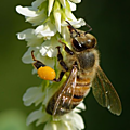abeille1