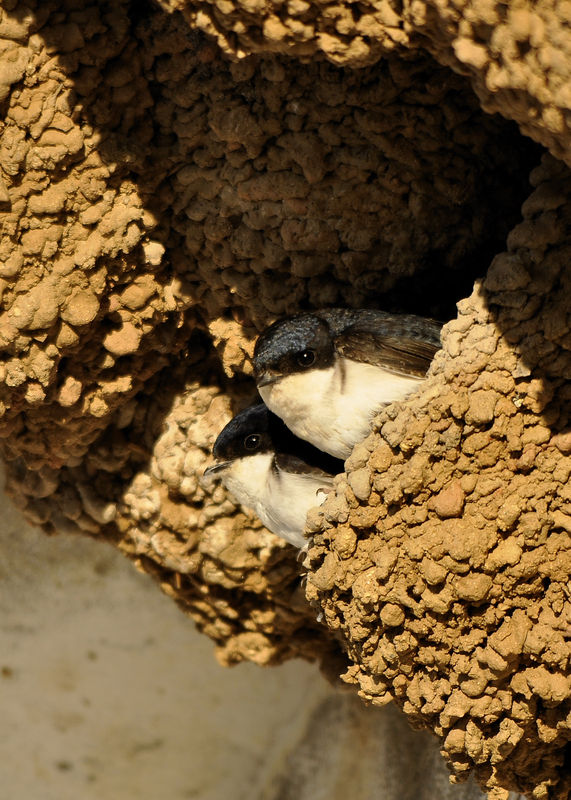 _DSC0061_Hirondelle_fenetres