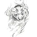 Dessin MARTRE petit mammifère carnivore à fourrure famille mustélidés Ghislaine Letourneur - Drawing marten - Dessin animaux sauvages - Desene