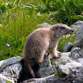 murmeltier (marmotte)