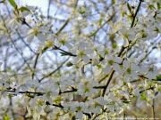 printemps