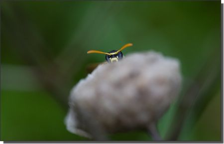 plaine_guepe_regard_130510