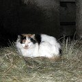 chat dans une grange