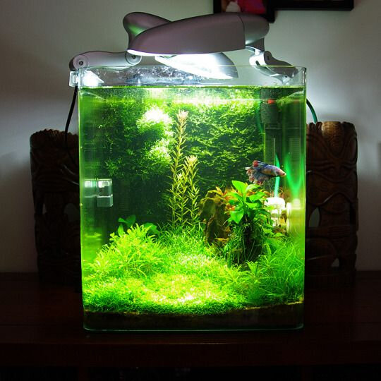 nano aquarium