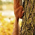 Un écureuil de feuilles avec danièle f, 4e inscrite