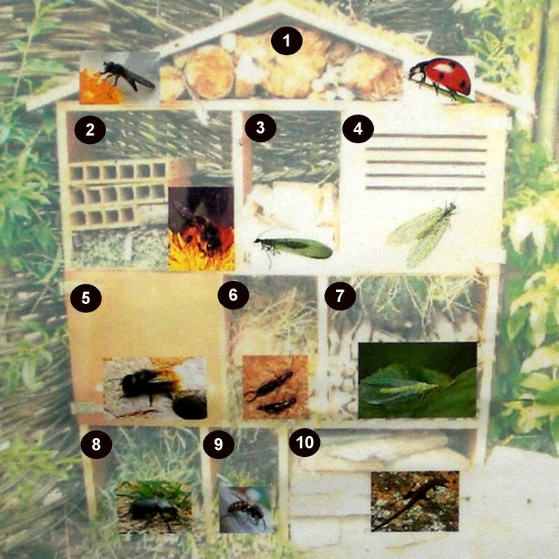 Comment construire un hôtel à insectes ? - Terre Vivante