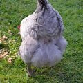 MES POULETTES 