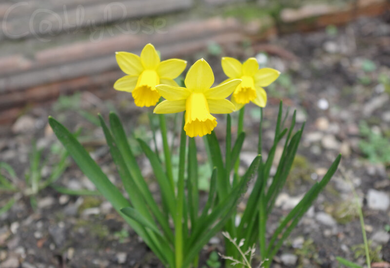 IMGP5449