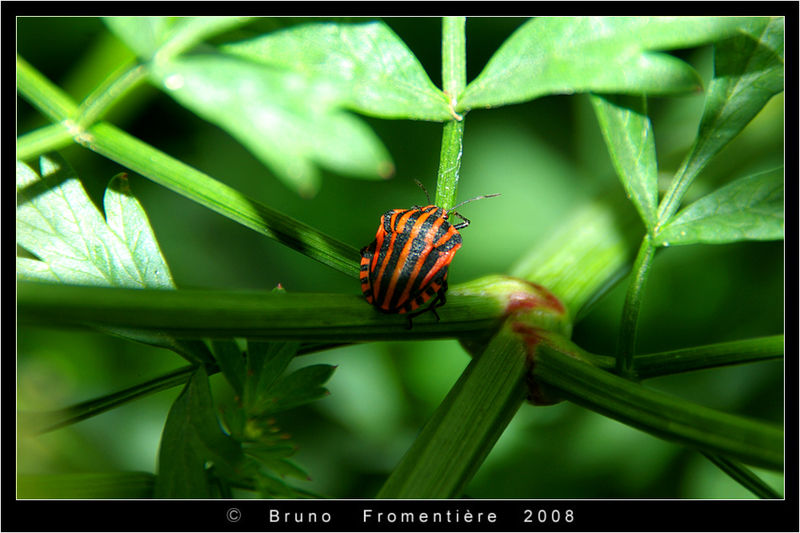 Graphosoma_Lineatum_1
