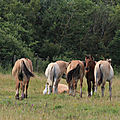 IMG_8851